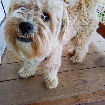Taffy -  Shih Tzu and Miniature Poodle Dog for Adoption in Oroville, Washington - Taffy | PetCurious