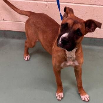 Gemma -  Mixed Breed Dog for Adoption in Memphis, Tennessee - Gemma | PetCurious