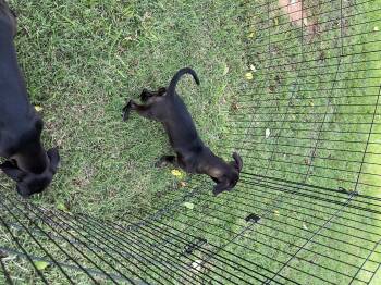 Rescue Chinook and Pug Dogs for Adoption in York, South Carolina - Dolly | PetCurious