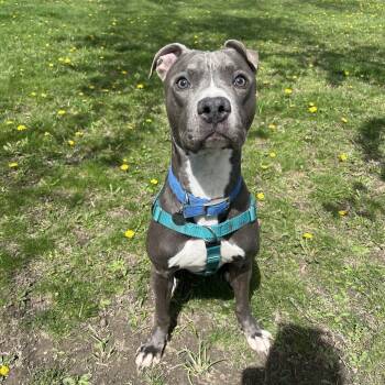 Rescue Mixed Breed Dogs for Adoption in Bangall, New York - Joey | PetCurious