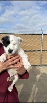 Australian Shepherd Dogs Available for Adoption - Spot | PetCurious