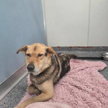 Buddy -  Shepherd Dog for Adoption in North Battleford, Saskatchewan - Buddy | PetCurious