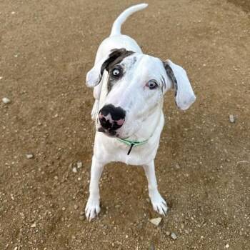 Bodie -  Mixed Breed Dog for Adoption in Bentonville, Arkansas - Bodie | PetCurious