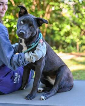 Mixed Breed Dogs Available for Adoption in Chamblee, Georgia - Panda | PetCurious