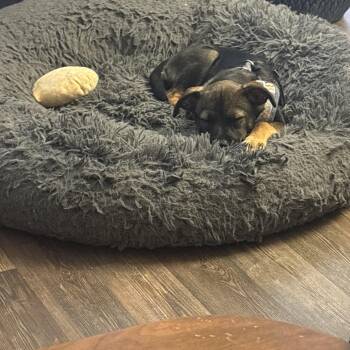 Miniature Pinscher Dogs Available for Adoption - Dottie ... Your 12 Lb Of Energy Booster | PetCurious