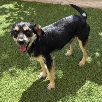 Mixed Breed Dogs Available for Adoption in Loxahatchee Groves, Florida - Firos 4439 | PetCurious