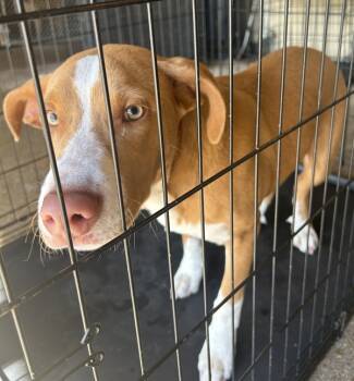 Rescue Pit Bull Terrier Dogs for Adoption in Mobile, Alabama - Hammy | PetCurious