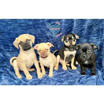 Bashful -  Chug Dog for Adoption in Inglewood, California - Bashful | PetCurious