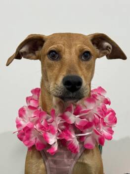 Labrador Retriever and Mixed Breed Dogs Available for Adoption - Ursula | PetCurious