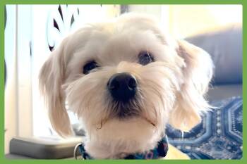 Winnie -  Bichon Frise and West Highland White Terrier Westie Dog for Adoption in Amherst, Massachusetts - Winnie | PetCurious
