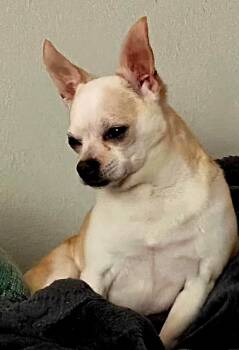 LITTLE MAN -  Chihuahua Dog for Adoption in Franklin, Tennessee - LITTLE MAN | PetCurious