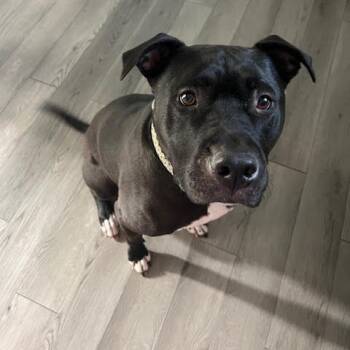 Rescue Boxer Dogs for Adoption in Fairfax Station, Virginia - Marshall | PetCurious