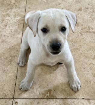 Labrador Retriever Dogs Available for Adoption in Boca Raton, Florida - Whitey Female Labrador Retriever Puppy Girl | PetCurious
