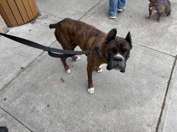 Squirtle -  Mixed Breed and Boxer Dog for Adoption in New York, New York - Squirtle | PetCurious