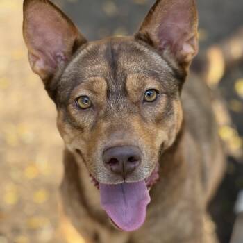 Sally (aka, Chuckles) -  Shepherd Dog for Adoption in Melbourne, Kentucky - Sally (aka, Chuckles) | PetCurious
