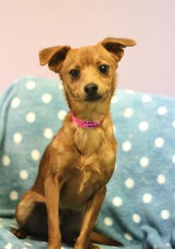 Chihuahua Dogs Available for Adoption in Manchester, New Hampshire - Butter In NH! Come Meet Our Adoptable Dogs Wednesday-Saturday. M | PetCurious