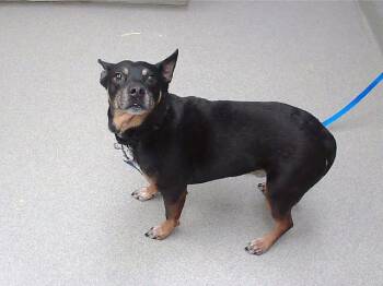 TAZ -  Australian Kelpie and Australian Cattle Dog Blue Heeler Dog for Adoption in Omaha, Nebraska - TAZ | PetCurious