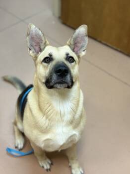 Rescue Shepherd Dogs for Adoption in Kennewick, Washington - Mommas | PetCurious