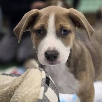 Terrier and Mixed Breed Dogs Available for Adoption - Corduroy | PetCurious