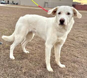 Akbash Dogs Available for Adoption - Ghost | PetCurious