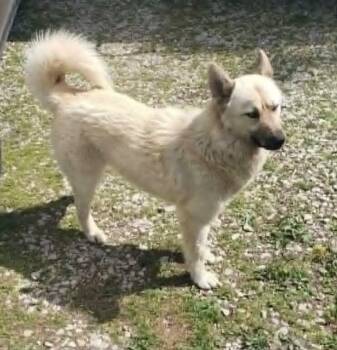 Carolina Dog Dogs Available for Adoption in Georgetown, Ohio - Gigi | PetCurious