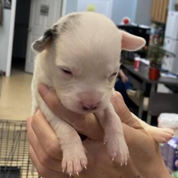 Catahoula Leopard Dog and Mixed Breed Dogs Available for Adoption in Greensboro, Georgia - Eliza | PetCurious