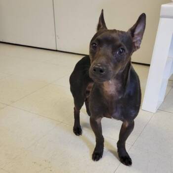Alfie -  Chihuahua and Miniature Pinscher Dog for Adoption in West Jefferson, Ohio - Alfie | PetCurious