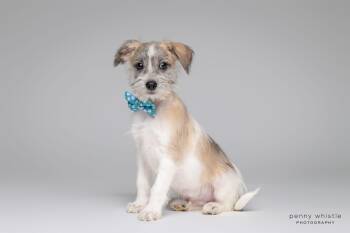 Tempo -  Terrier and Schnauzer Dog for Adoption in Coppell, Texas - Tempo | PetCurious