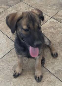 Labrador Retriever and Mixed Breed Dogs Available for Adoption in West Milwaukee, Wisconsin - Petabytes $500 | PetCurious
