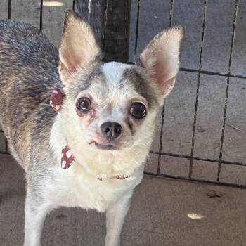 Dolly -  Chihuahua Dog for Adoption in Lincoln University, Pennsylvania - Dolly | PetCurious
