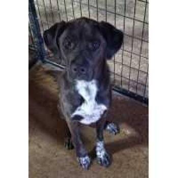 Dana -  Black Labrador Retriever and Mixed Breed Dog for Adoption in Kingman, Kansas - Dana | PetCurious