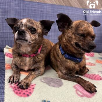 Rescue Chihuahua Dogs for Adoption in Mt. Juliet, Tennessee - Georgette And Firecracker | PetCurious