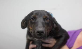 Honey Bun -  Labrador Retriever and Australian Cattle Dog Blue Heeler Dog for Adoption in Mountain Home, Arkansas - Honey Bun | PetCurious