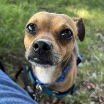 Diesel -  Chihuahua and Mixed Breed Dog for Adoption - Diesel | PetCurious