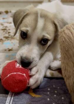 Rescue Great Pyrenees Dogs for Adoption in Kiowa, Oklahoma - Moosey | PetCurious