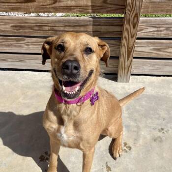 Rose -  Mixed Breed Dog for Adoption in Freeport, Florida - Rose | PetCurious