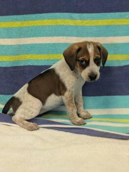 Sabrina -  Beagle and Mixed Breed Dog for Adoption in Aiken, South Carolina - Sabrina | PetCurious