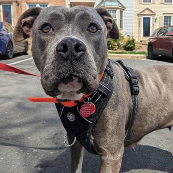 American Staffordshire Terrier Dogs Available for Adoption - Rue | PetCurious