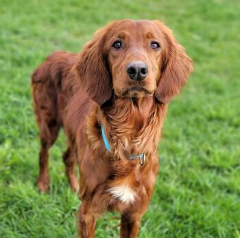 Irish Setter Dogs Available for Adoption in Hornell, New York - Thomas | PetCurious
