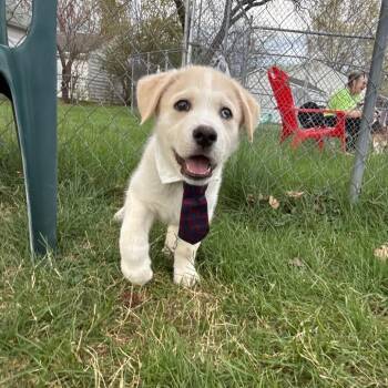 Mixed Breed Dogs Available for Adoption in Fredericksburg, Virginia - Chip | PetCurious