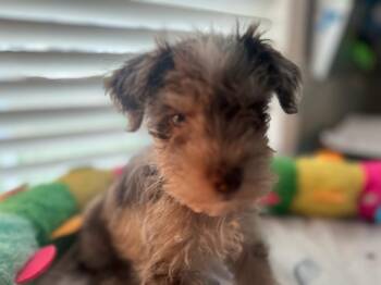 Schnauzer Dogs Available for Adoption - Spice | PetCurious