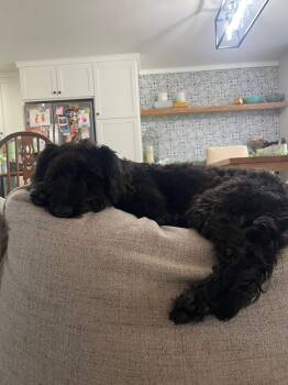 Yorkshire Terrier and Standard Poodle Dogs Available for Adoption in New London, Wisconsin - Kendi | PetCurious