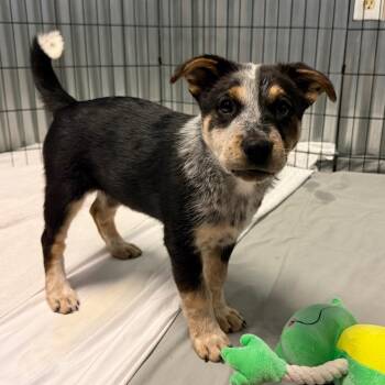 Lock -  Australian Cattle Dog Blue Heeler and Mixed Breed Dog for Adoption in Flagstaff, Arizona - Lock | PetCurious