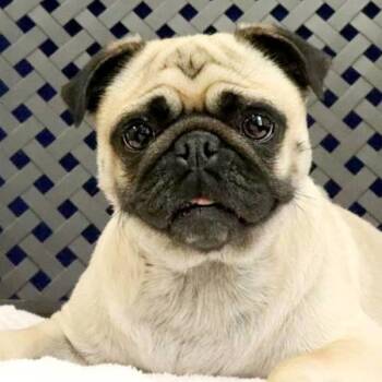 Peaches -  Pug Dog for Adoption in Midland, Texas - Peaches | PetCurious