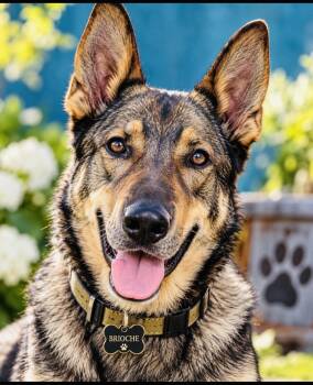 Brioche -  German Shepherd Dog Dog for Adoption in Cumming, Georgia - Brioche | PetCurious