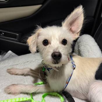 979 (2026) -  Terrier and Chihuahua Dog for Adoption in Parker, Colorado - 979 (2026) | PetCurious