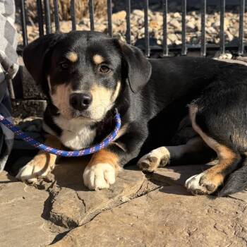 Corgi and Basset Hound Dogs Available for Adoption - Bubba Gump | PetCurious