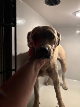 Tizzy -  Pointer Dog for Adoption in Mobile, Alabama - Tizzy | PetCurious