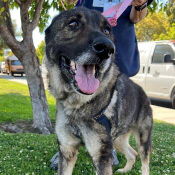 German Shepherd Dog Dogs Available for Adoption - DUSTY LUCILLE | PetCurious