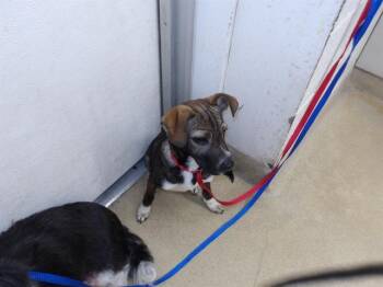 Dachshund and Mixed Breed Dogs Available for Adoption in Santa Rosa, California - ROCCO | PetCurious
